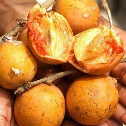 Agbalumo | Each