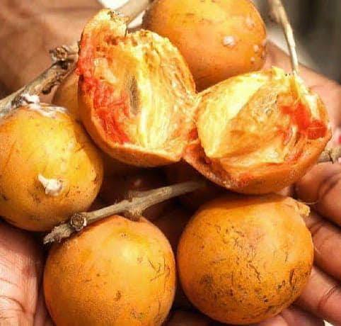 Agbalumo | Each