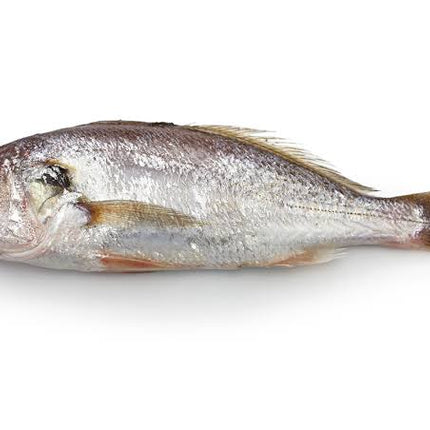Croaker Fish (Whole)