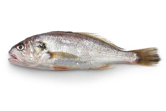 Croaker Fish (Whole)