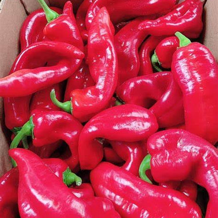 Red Long Pepper | Box