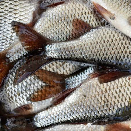 River Fish | 300g