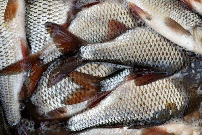 River Fish | 300g