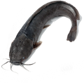 Fresh Catfish