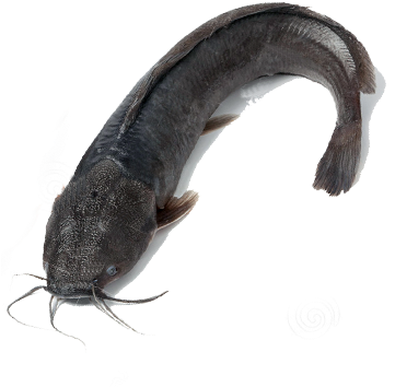Fresh Catfish