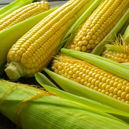 Corn/Maize