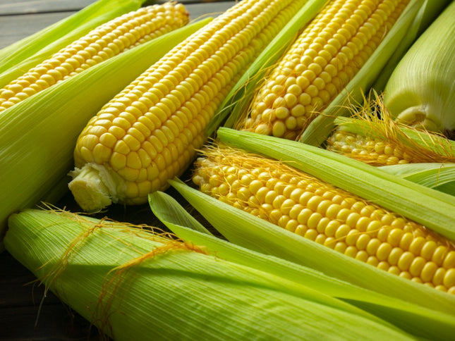 Corn/Maize