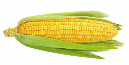 Corn/Maize