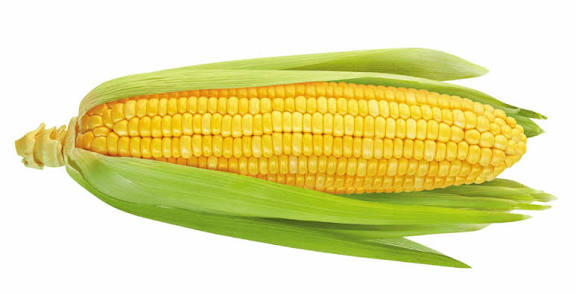 Corn/Maize